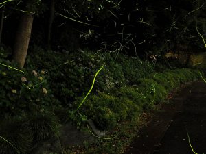 令和２年 氷川ほたる「放生祭」